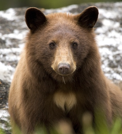 Interested in learning about the bears in your backyard?