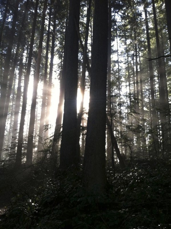 The sun shines through old growth trees on Squak Mountain.