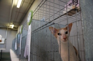 The Issaquah Community Center was transformed into a cat-lovers paradise on the weekend