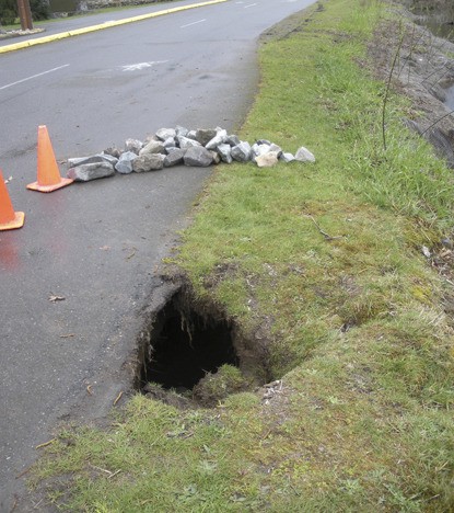Sink hole caused by Lake Sammamish beaver colony.
