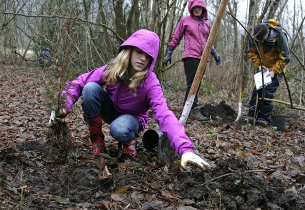 Anna Algate plants a red cedar at Park Pointe in Issaquah. A small group of volunteers planted about 120 trees paid for by Maureen McCarry