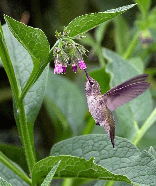 Xing Du took first place in the 2013 Issaquah Reporter photo contest with his photograph of a hummingbird. The deadline for this year's contest is Friday