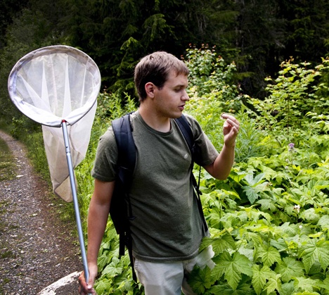 David Droppers of Washington Butterfly Association hunts butterflies on the Mt. Baker-Snoqualmie National Forest.