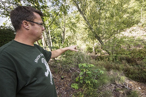 Woody Hertzog points out areas where he replaced invasive blackberry bushes with native Washington plants