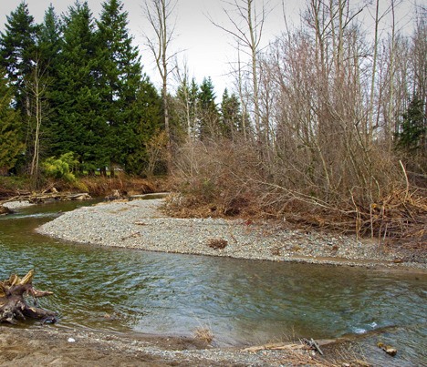 This spot on the Issaquah Creek is where Tim Greyhavens believes the Chinese hop pickers were murdered in 1885. 'I've spent dozens of hours researching this incident in order to come up with the most likely location