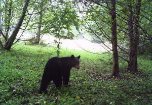 Black bears are more visible than usual this time of year because of late-summer wild berries.