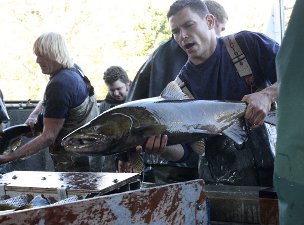 Gregory Nelson sends a chinook salmon off to be spawned Tuesday afternoon at the Issaquah Salmon Hatchery. Roughly 50 volunteers were on hand to help with the process that will continue for the next few weeks.