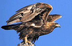 A golden eagle is one of the new species seen in the Snoqualmie Valley during the annual bird count.