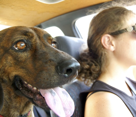 Dogs love riding in cars. But there are rules to follow to keep them safe and healthy.
