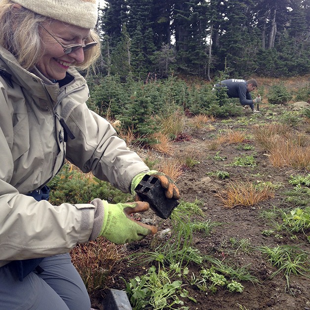 Jan Bird during a restoration and planting event on National Public Lands Day at Mount Rainier National Park in September 2015.