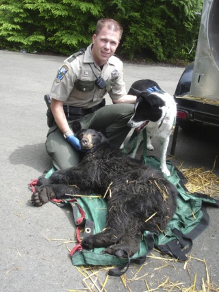 Washington State Fish and Wildlife Officer Chris Moszeter and Karelian bear dog Mishka pose with a tranquilized 109-pound female bear caught last week off of Black Nugget Road.