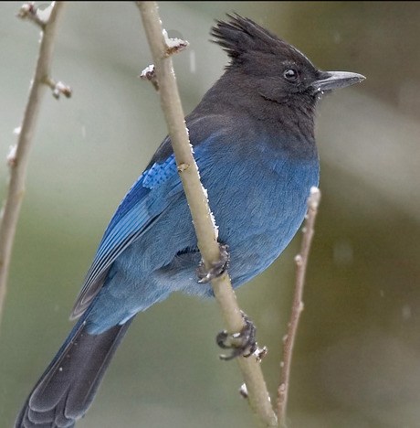 This Stellers Jay was photographer on the Eastside by Audubon member Margaret St Clair.
