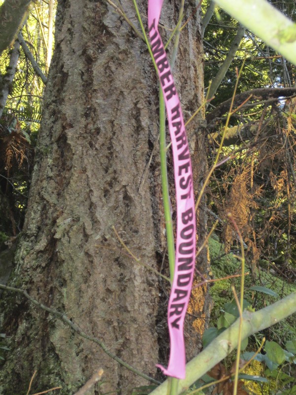 A tree on Squak Mountain is tagged with a pink ribbon that says 'Timber Harvest Boundary