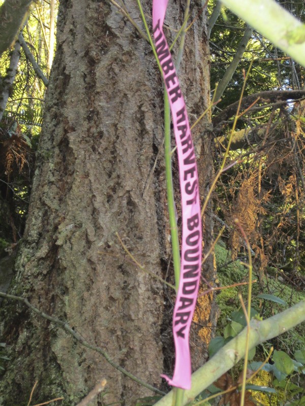 The boundary of the 216 acres on Squak Mountain owned by Erickson Logging is marked by pink ribbons.