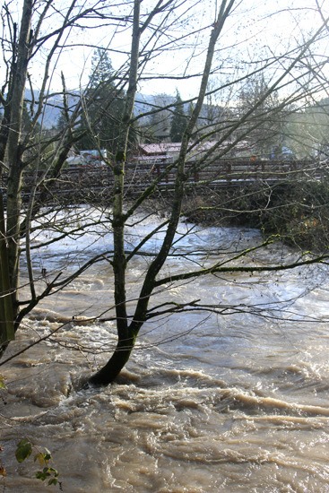 Water swirls around trees growing along Issaquah Creek at the salmon hatchery downtown. Although Issaquah was spared from a major flood event