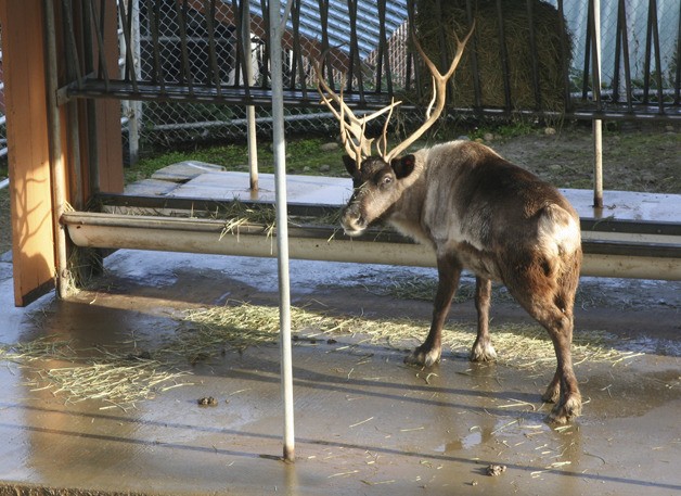 The Reindeer Festival kicked off at the Tiger Mountain Zoo Wednesday.