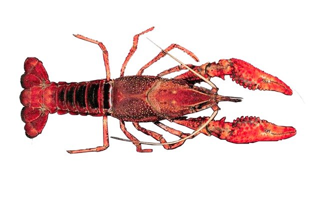 The Red Swamp Crayfish is taking over Pine Lake from native varieties.