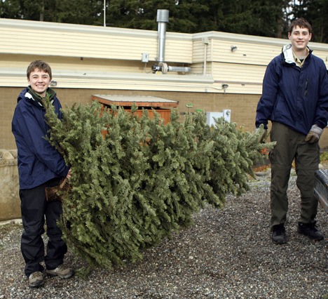 Callum Davies and Mitchell Prentice from Boy Scout Troop 751 in Sammamish haul away another tree for recycling during last year's drive.