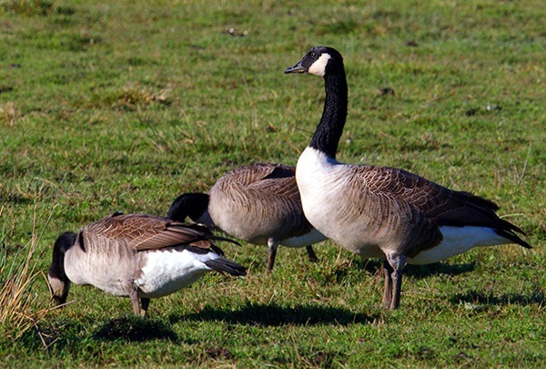 Canadian geese like these were recently euthanized at Lake Sammamish State Park.