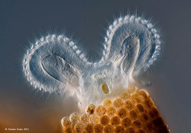 This photo of a rotifer