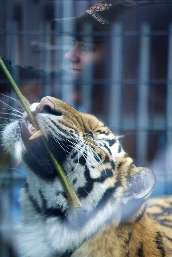 Curator Robyn Barfoot with Bagheera