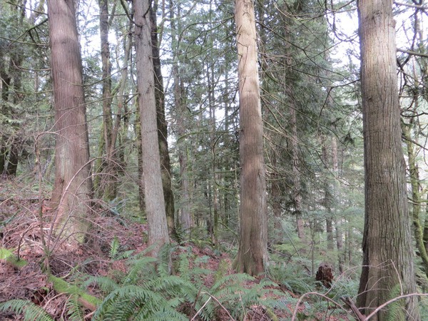 This photo shows some of the old growth timber on Squak Mountain.