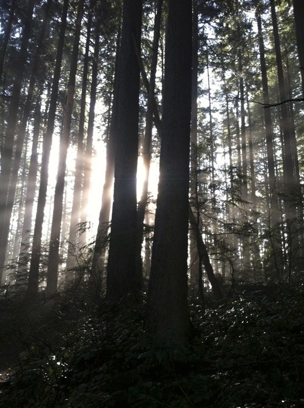 The sun shines through the trees on Squak Mountain.