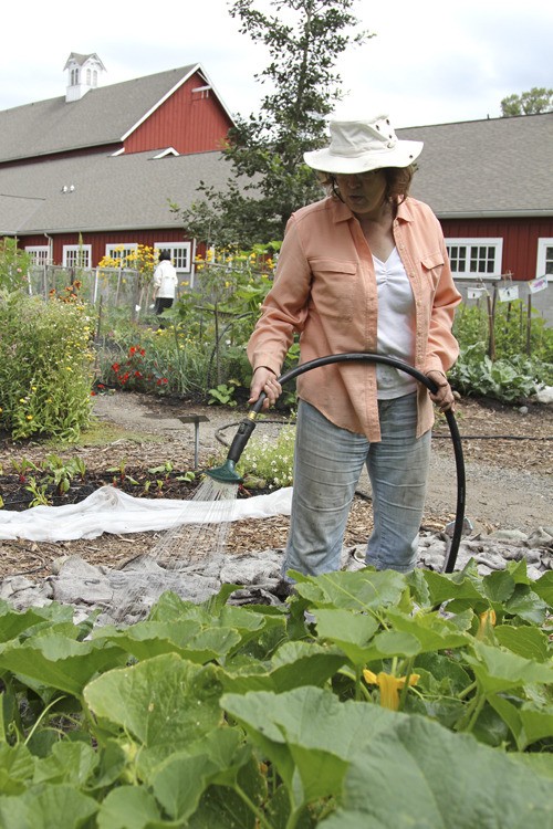 Kristin Meijer waters some squash after a harvest at the Pickering Garden. All of the vegetables go to the Issaquah Food and Clothing Bank. She’s volunteered with Seattle Tilth to learn how organic gardens are grown.