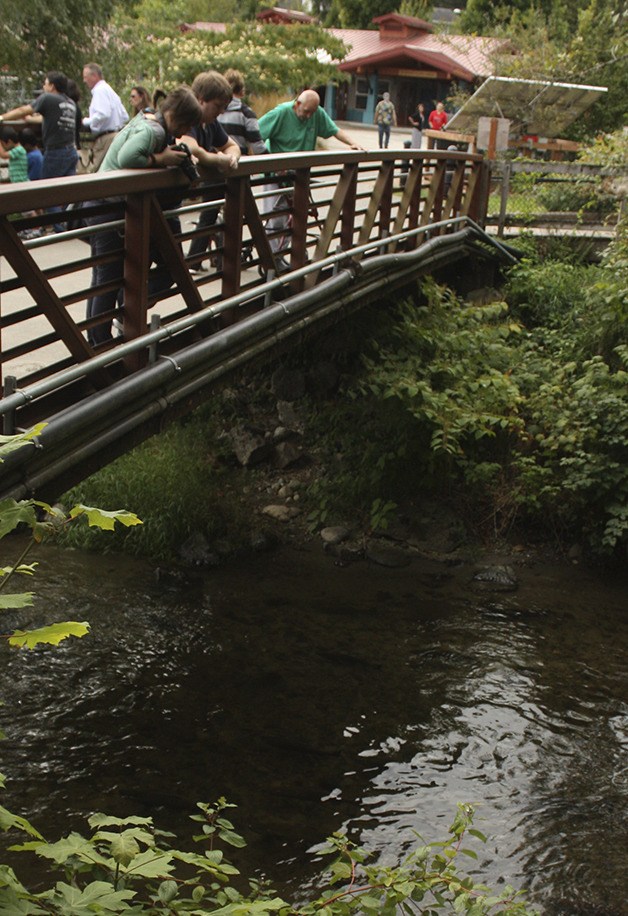 Tourists examine the Issaquah State Salmon Hatchery's portion of Issaquah Creek.