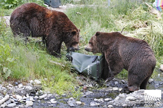 Two grizzly bears at Woodland Park Zoo have a go at Cleanscape's new bear-proof cans they plan to distribute to several homes in the City of Issaquah.