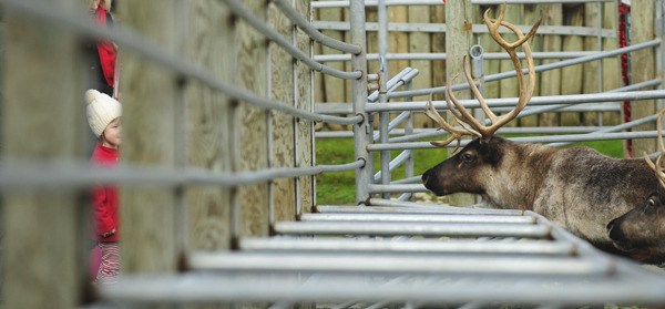 A little girl enjoys the stars of last year's Issaquah Reindeer Festival.
