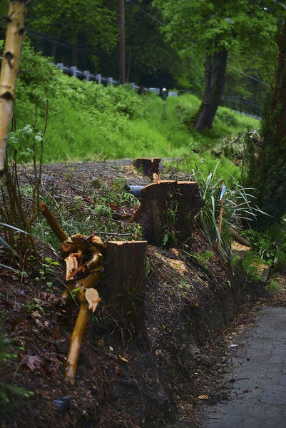Tree stumps show the effects of construction on the northern segment of the East Lake Sammamish Trail.