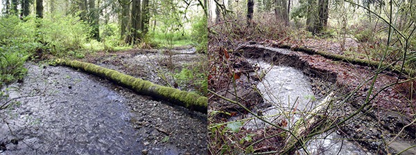 A before (left) and after (right) shot of the mid section of Zaccuse creek. Sammamish resident Gary Mahn took the more recent photo on his property after last week’s rain.