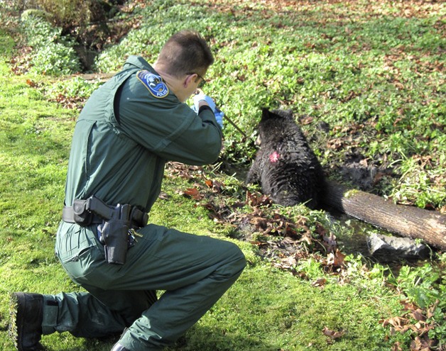 Washington Department of Fish of and Wildlife's Nicholas Jorg tranquilizes a bear stuck in creek in Issaquah Veteran's Day. WDFW found a suspect they claim shot the bear paralyzing it.