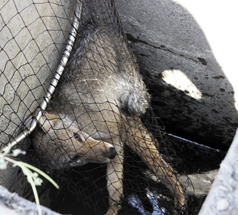 The pup was one of two that had been wandering the underground network