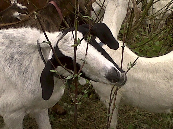 A goat munches on an invasive species in the Issaquah Highlands.