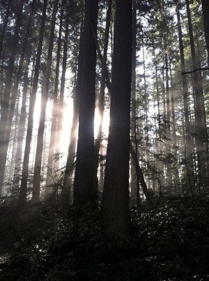 The Squak Mountain property should be open to hiking in the springtime.