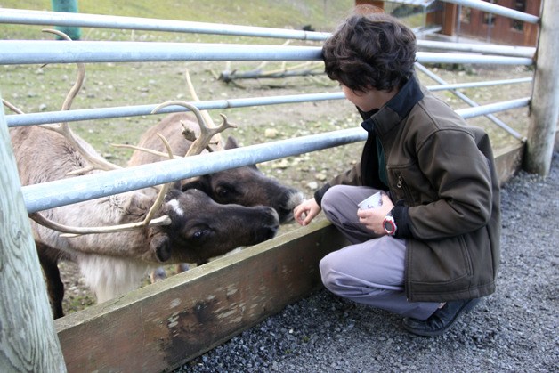 Robbie Matos feeds reindeer at Cougar Mountain Zoo’s Christmas festival.