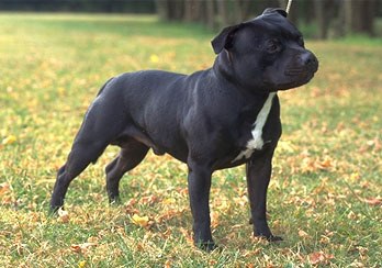 This photo depicts a Staffordshire Bull Terrier