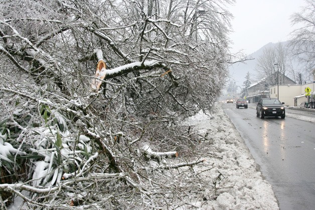 A snarly mess of broken branches and split trees covers a sidewalk on Front Street in Issaquah.