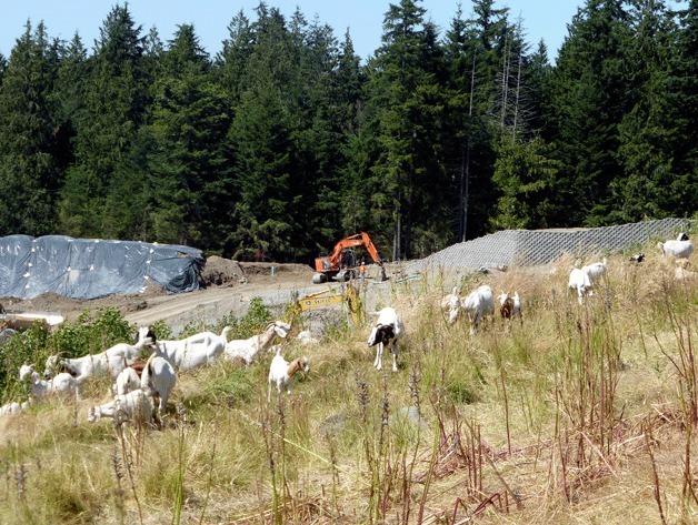 Goats graze the hillsides in the Issaquah Highlands. They are provided by Healing Hooves