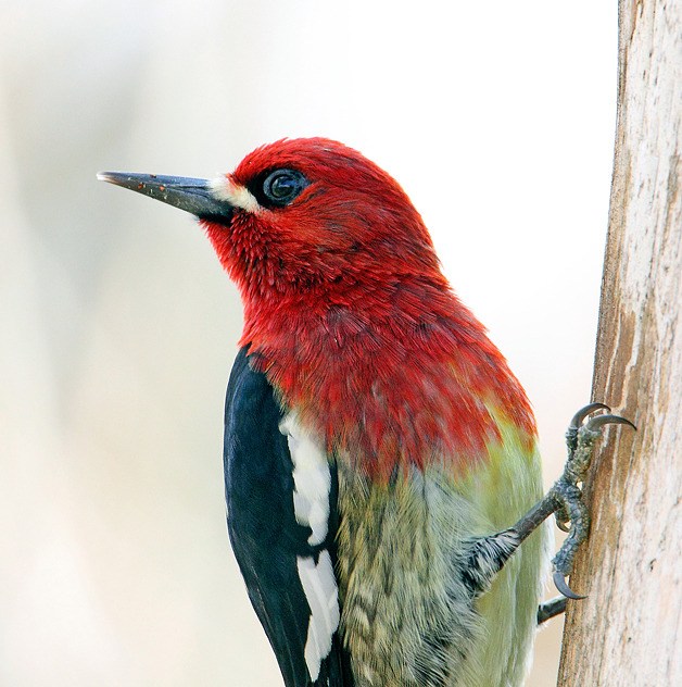 Red-breasted Sapsucker.
