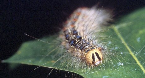 The Gypsy Moth caterpillar is an environmental enemy in King County.