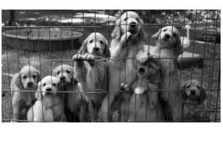 Golden retriever puppies pile up behind the fence.