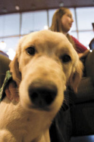 Guide dog Lana takes a close look at the camera. Lana is being trained by 18-year-old Abby Christensen and her mom