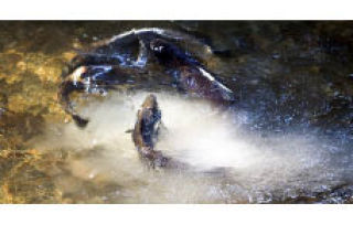 A male salmon spays his milt over the eggs laid by a female. The female laid her eggs in a redd.
