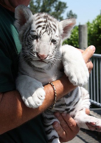 A Bengal tiger cub.