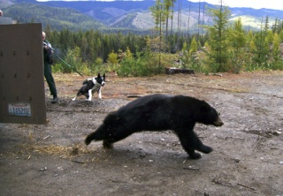 Karelian bear dog Mishka barks at a bear during a hard release in the Cascade Mountains. Officer Bruce Richards is obscured by the door of the trap.