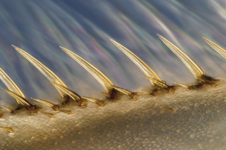 Krebs was awarded 12th place with his up-close image of a the rear leg section of a Water Boatman.