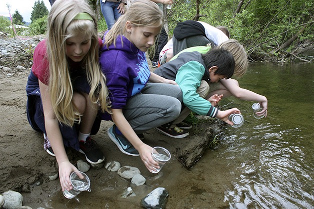 Issaquah Valley Elementary School students release kokanee fry into Issaquah Creek during the 2016 Kokanee Release in Issaquah's Confluence Park April 22.